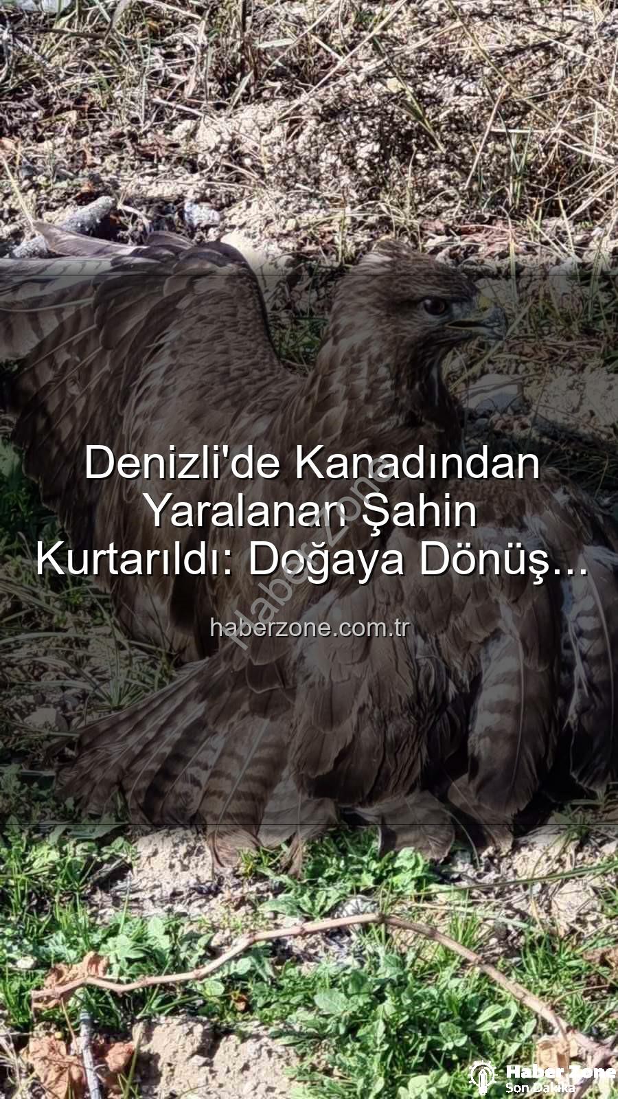 yaralı şahin - Denizli'de Kanadından Yaralanan Şahin Kurtarıldı: Doğaya Dönüş Yolculuğu Başladı