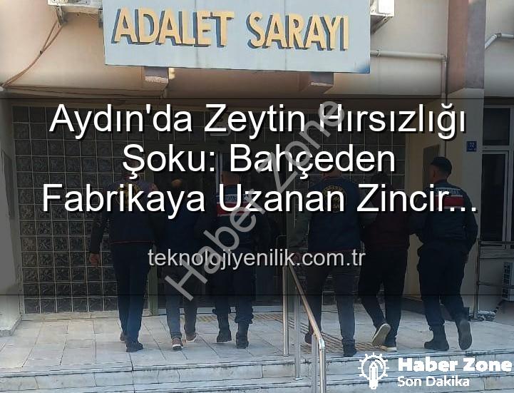 zeytin hırsızlığı - Aydın'da Zeytin Hırsızlığı Şoku: Bahçeden Çalınan Tonlarca Ürün Fabrikada Ele Geçirildi!