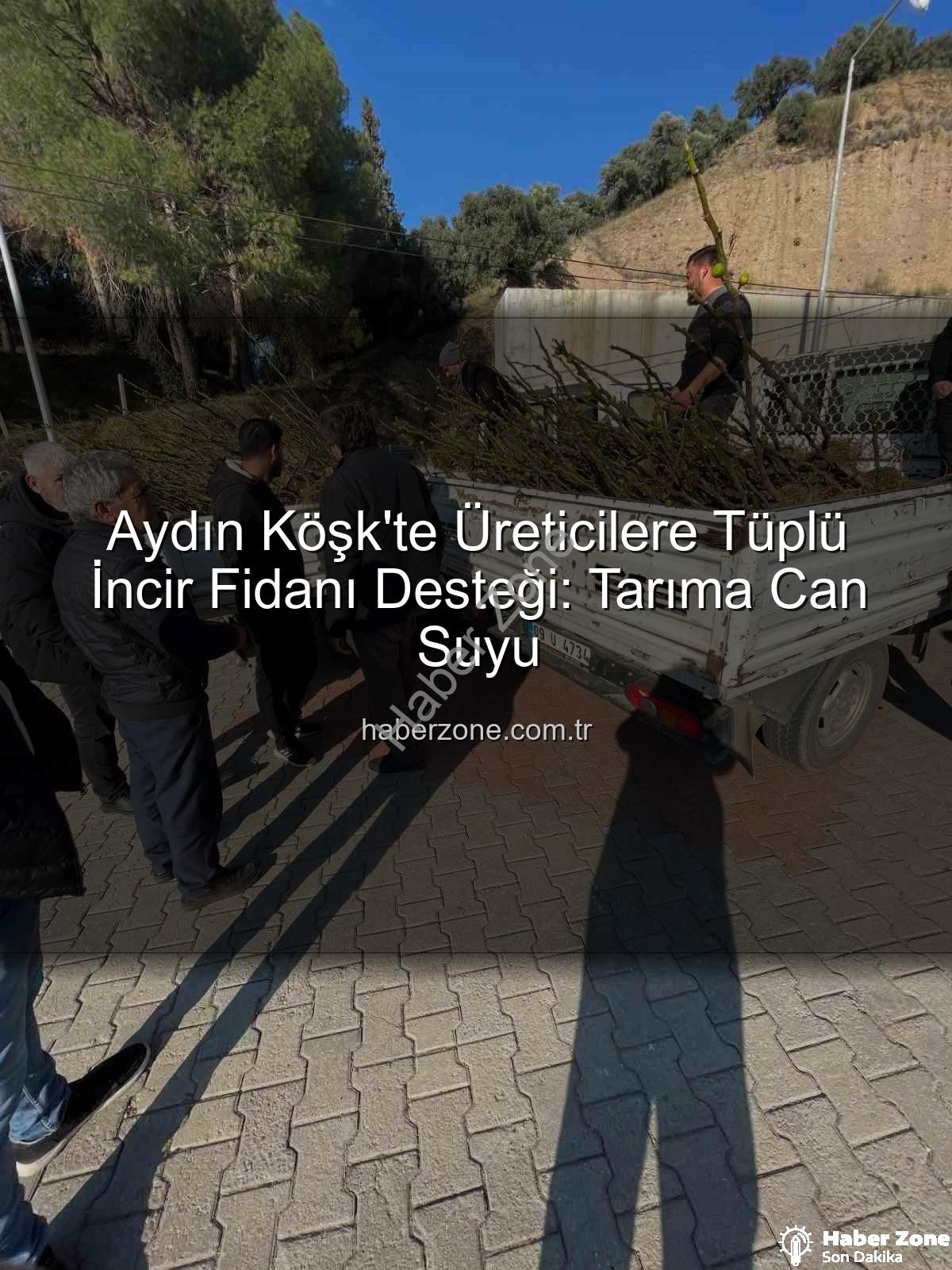 tüplü incir fidanı - Aydın Köşk'te Üreticilere Tüplü İncir Fidanı Desteği: Tarıma Can Suyu