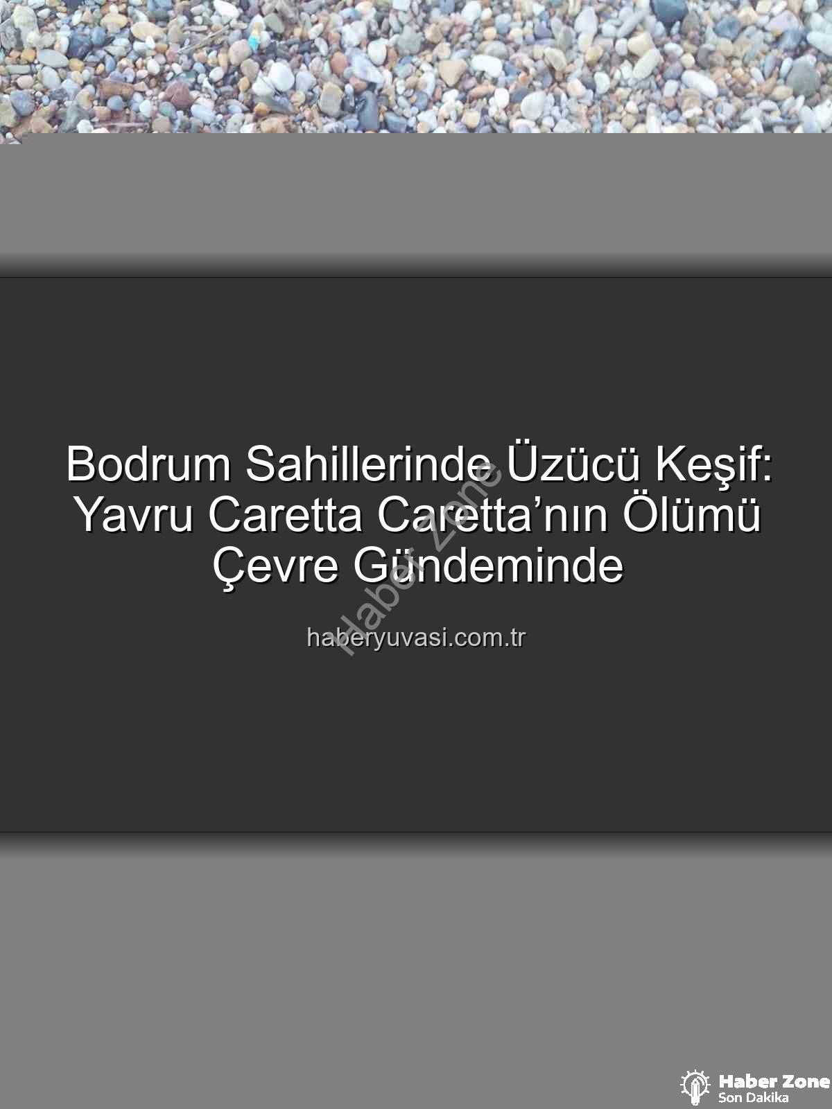 yavru caretta caretta - Bodrum Sahillerinde Acı Görüntü: Yavru Caretta Caretta'nın Ölümü Şok Etti