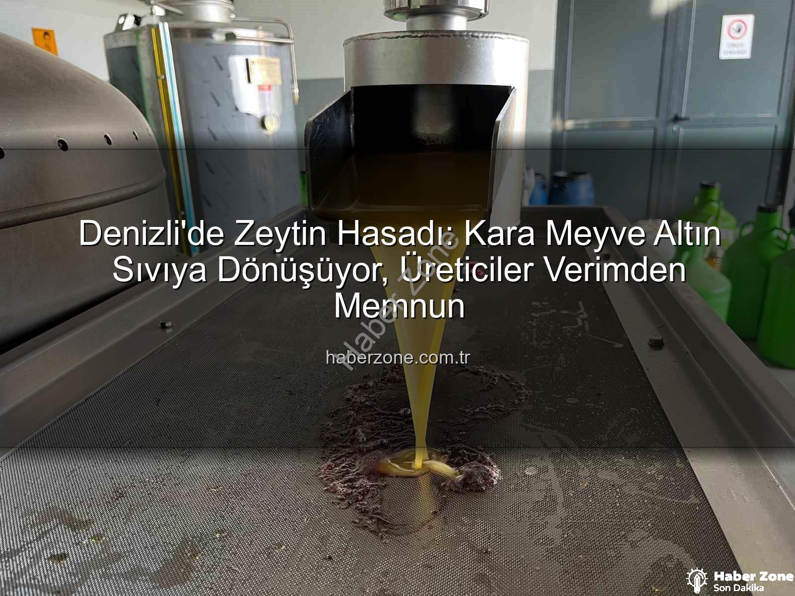 zeytin hasadı - Denizli'de Zeytin Hasadı: Kara Meyve Altın Sıvıya Dönüşüyor, Üreticiler Verimden Memnun