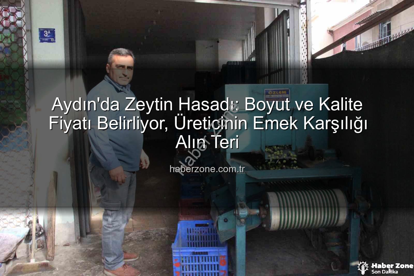 zeytin hasadı - Aydın'da Zeytin Hasadı: Boyut ve Kalite Fiyatı Belirliyor, Üreticinin Emek Karşılığı Alın Teri