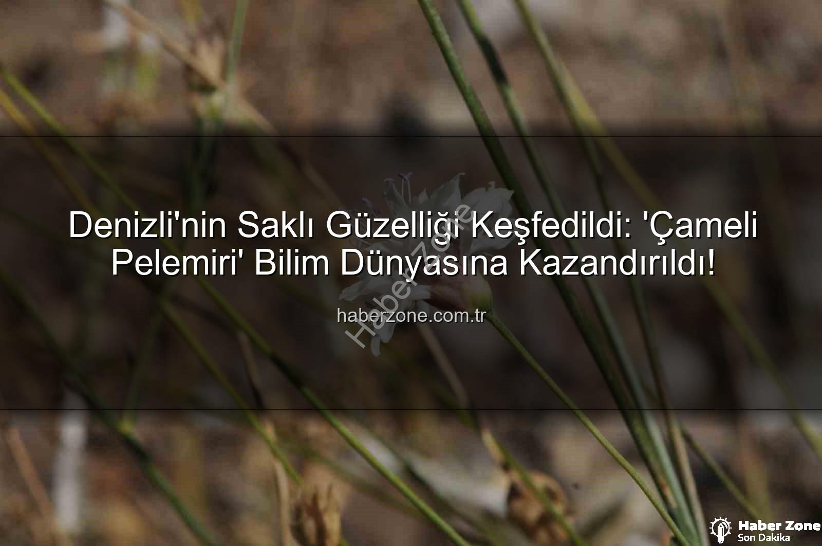 Çameli pelemiri - Denizli'nin Saklı Güzelliği Keşfedildi: 'Çameli Pelemiri' Bilim Dünyasına Kazandırıldı!