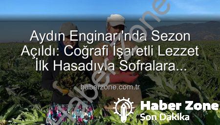 Aydın Enginarı’nda Sezon Açıldı: Coğrafi İşaretli Lezzet İlk Hasadıyla Sofralara Geliyor!