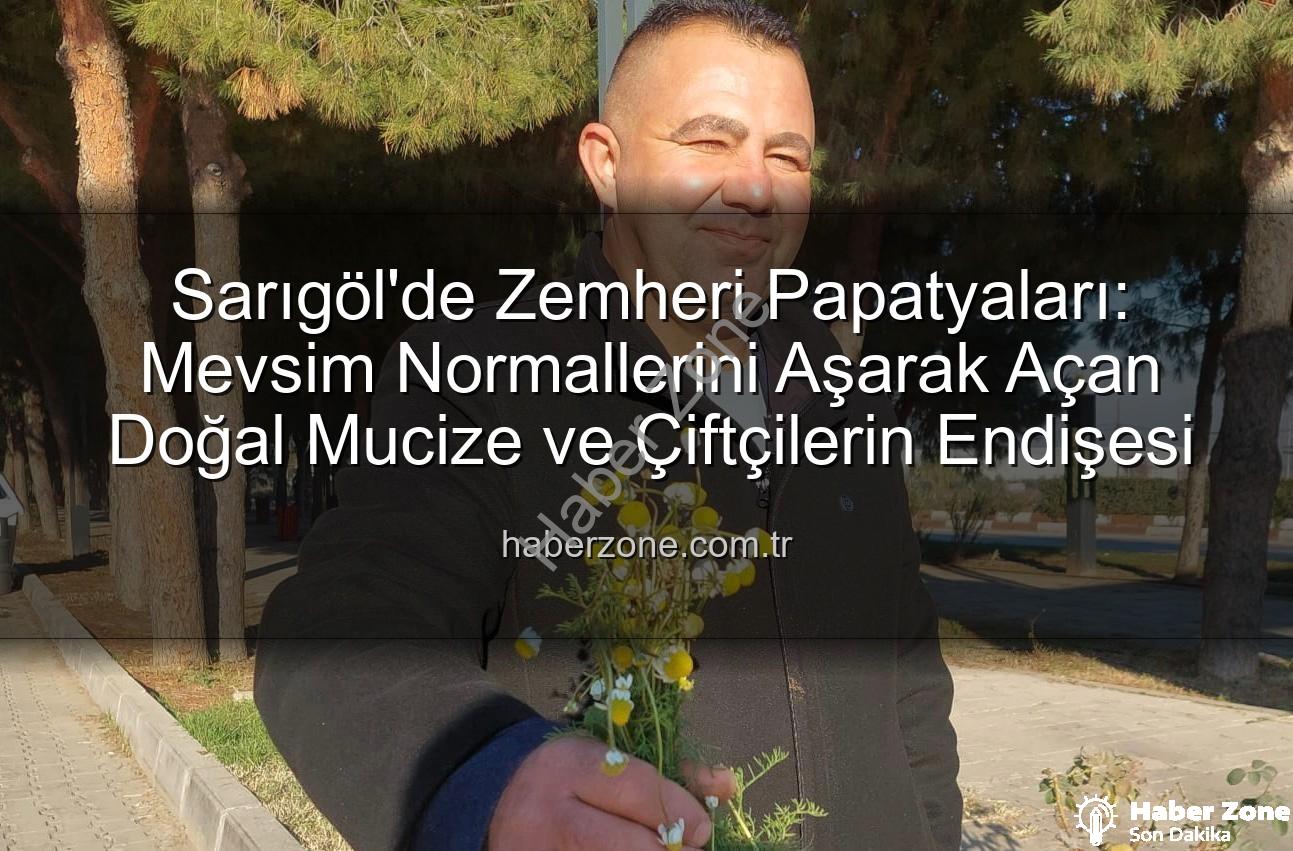 zemheri papatyaları - Sarıgöl'de Zemheri Papatyaları: Mevsim Normallerini Aşarak Açan Doğal Mucize ve Çiftçilerin Endişesi