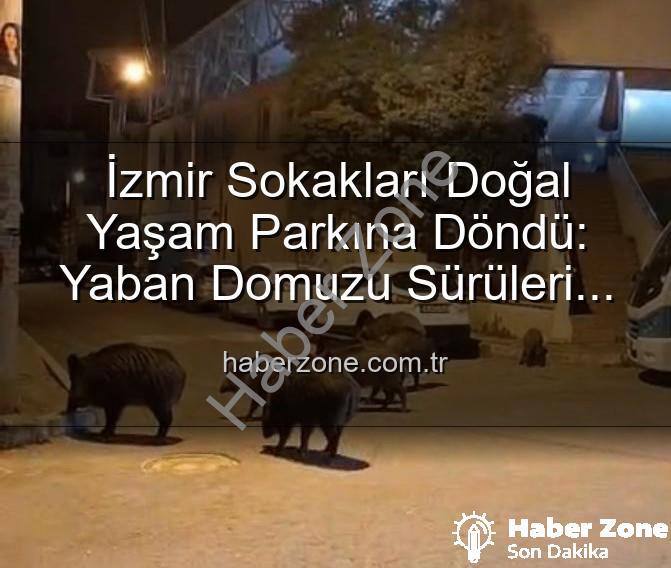 yaban domuzu - İzmir Sokakları Doğal Yaşam Parkına Döndü: Yaban Domuzu Sürüleri Şehri Sardı